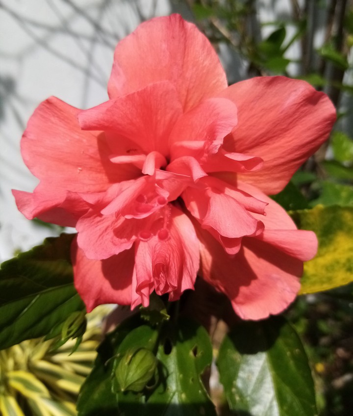 beautiful flower