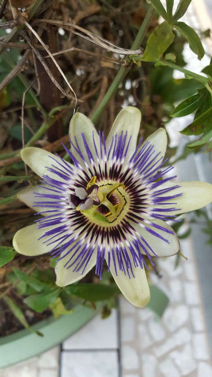 Flower