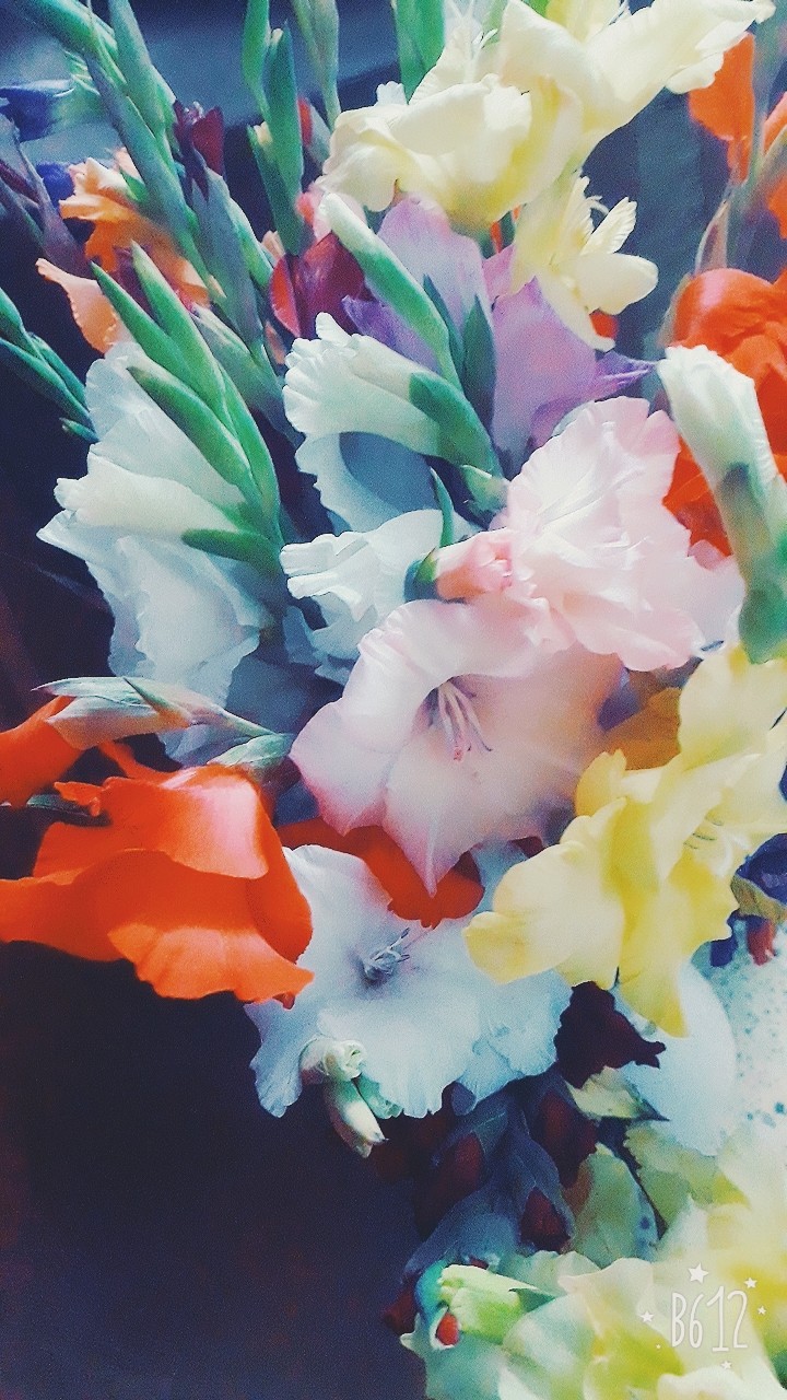 Gladiola....111