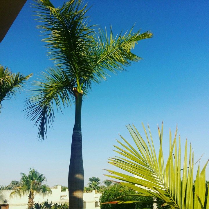 palms