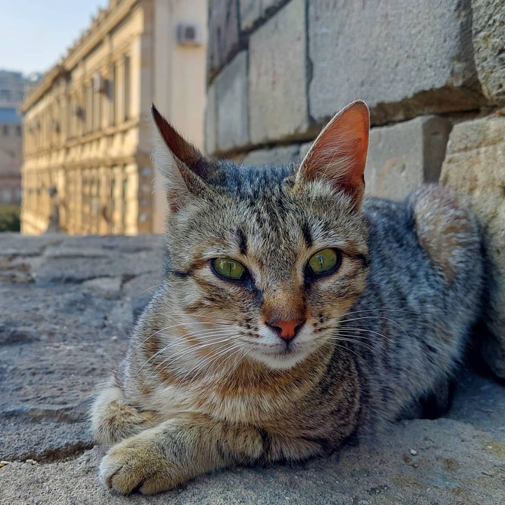 Cat