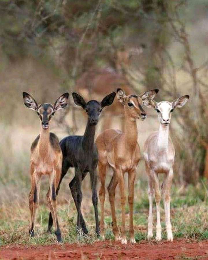 Deers