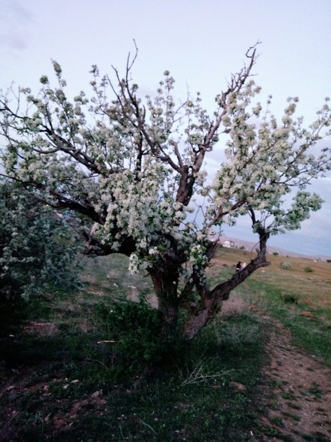 baharın gelişi
