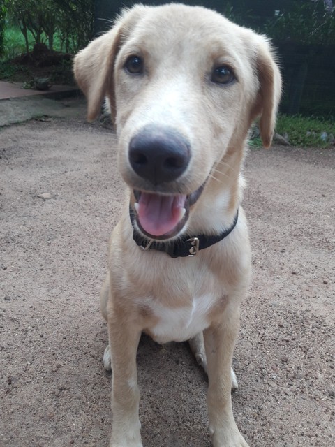 cute puppy