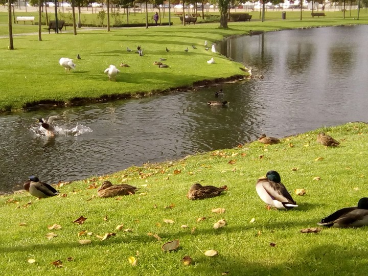 duck Marinha Grande