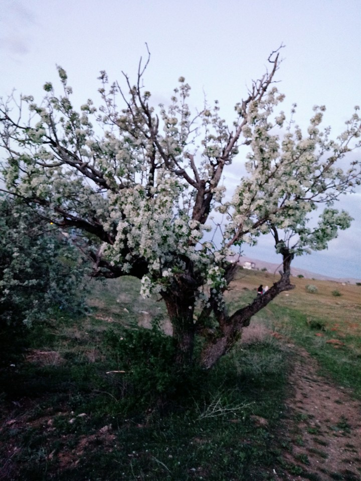 baharın gelişi
