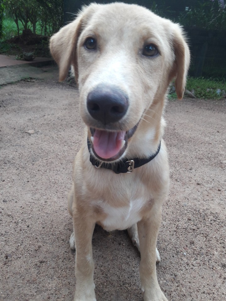 cute puppy