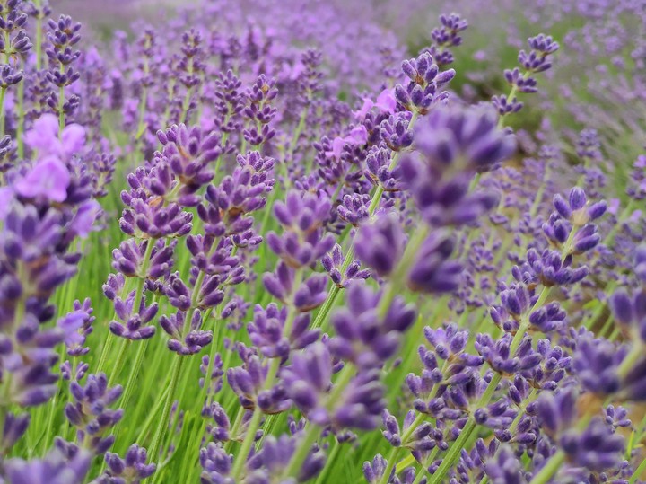 Lavender