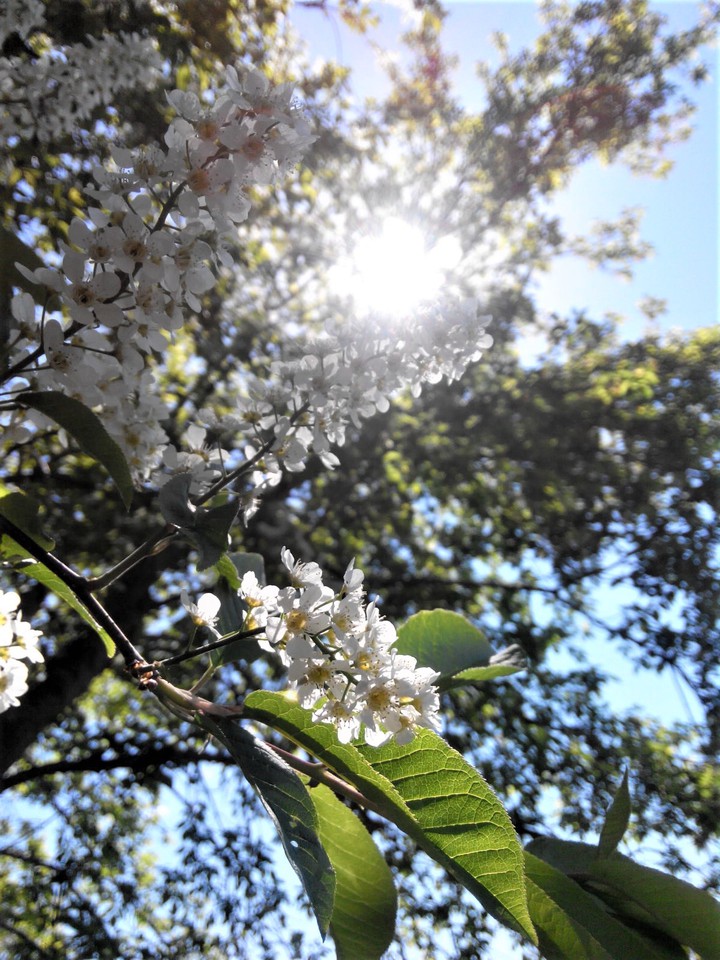 Blooming bird cherry