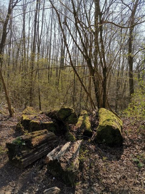 forrest