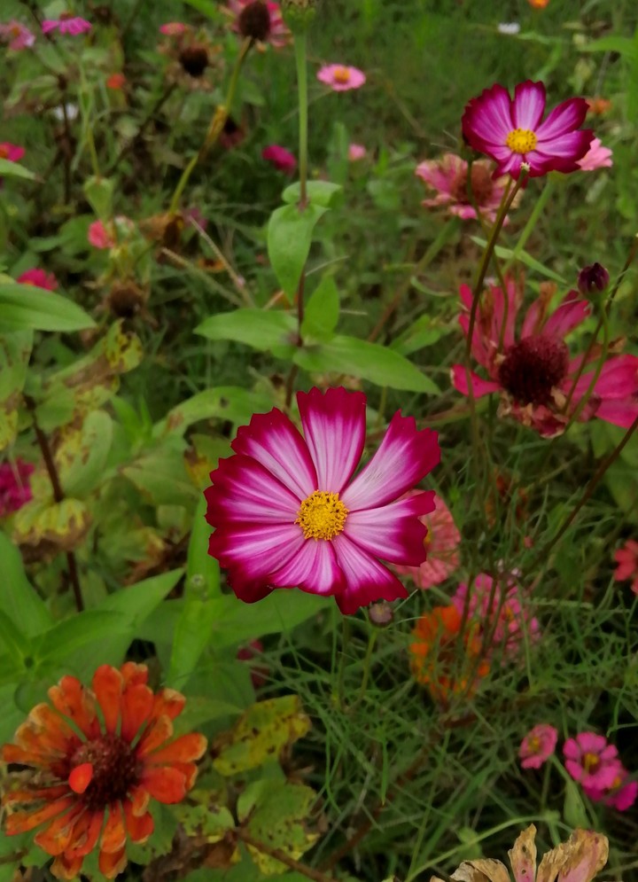 Zinnia flower