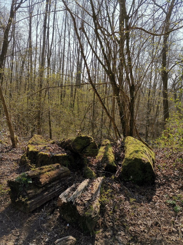 forrest