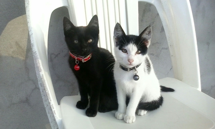 my cats