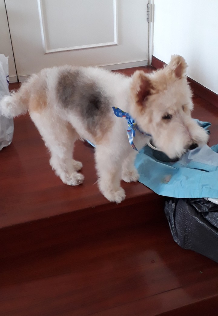 Teddy