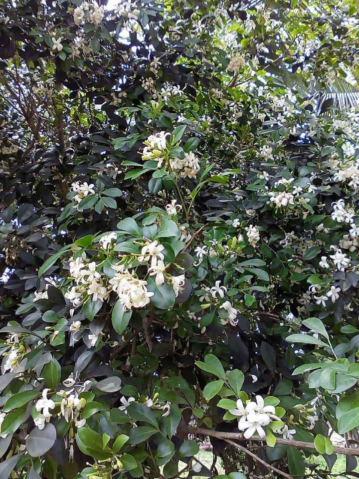 sweet smell
