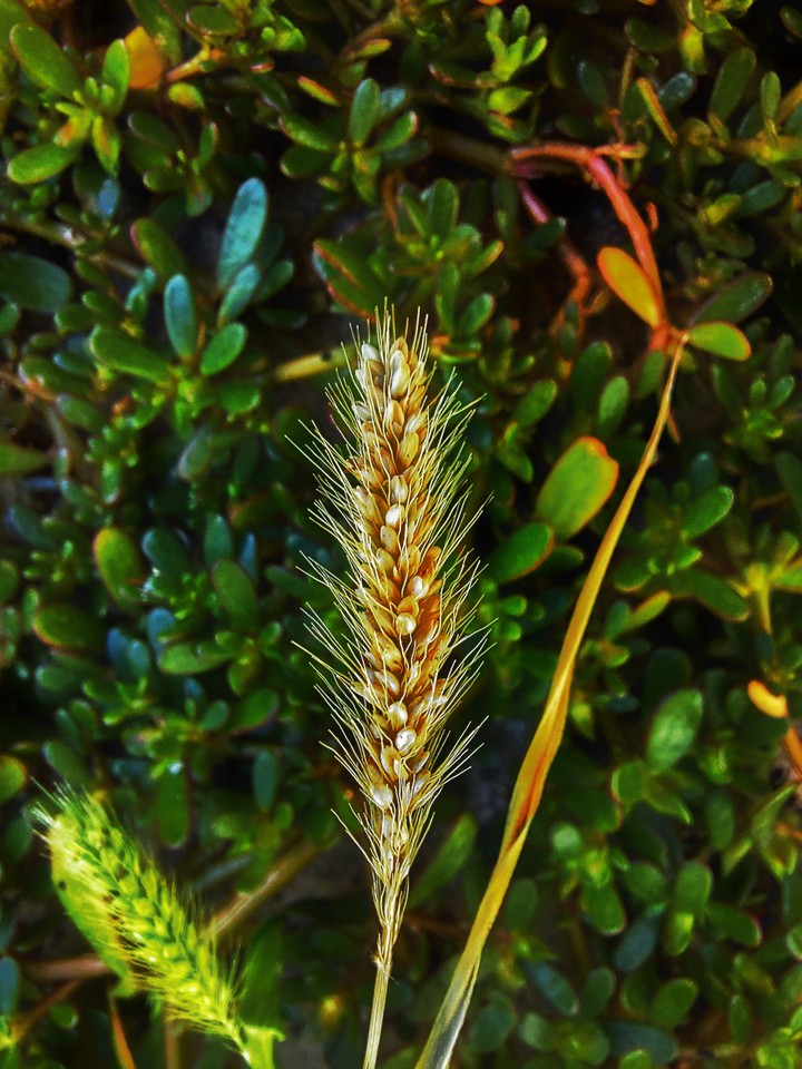 Spikelet
