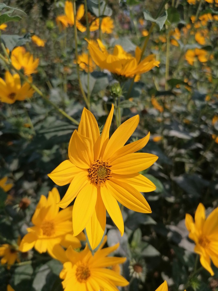 Yellow Flower