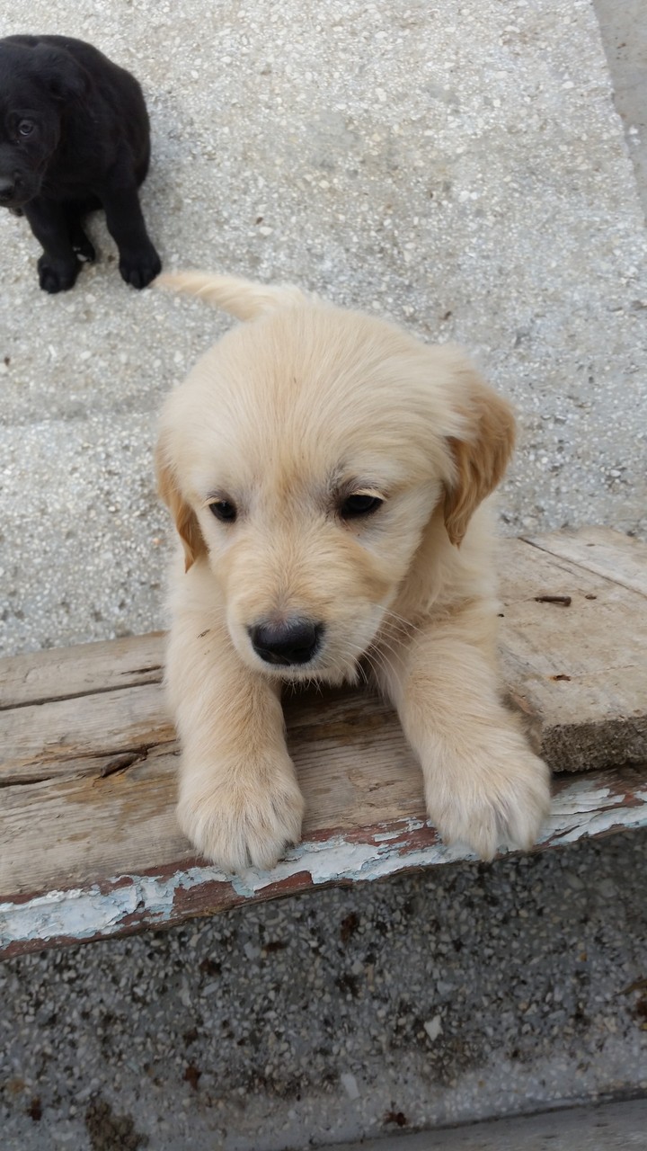 Dog