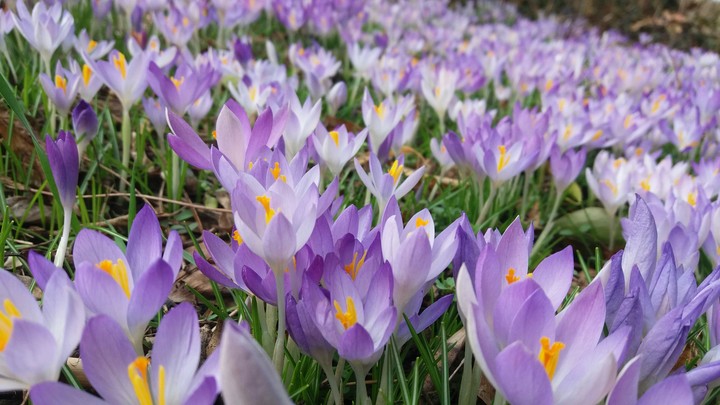 spring2
