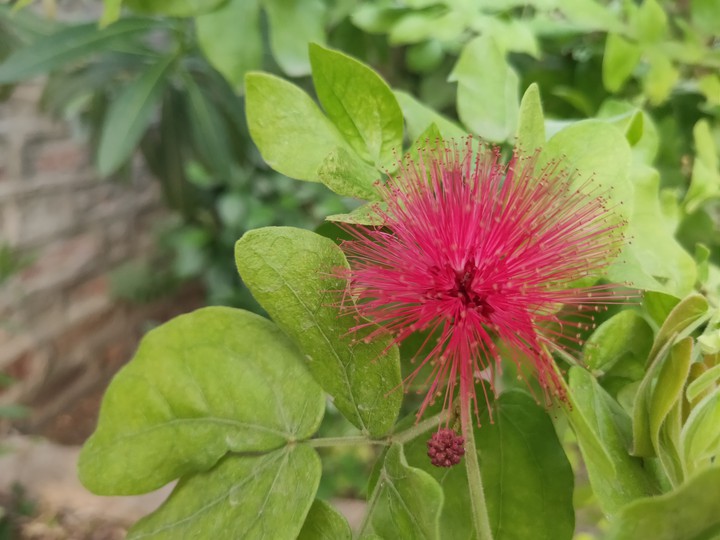 Blossom