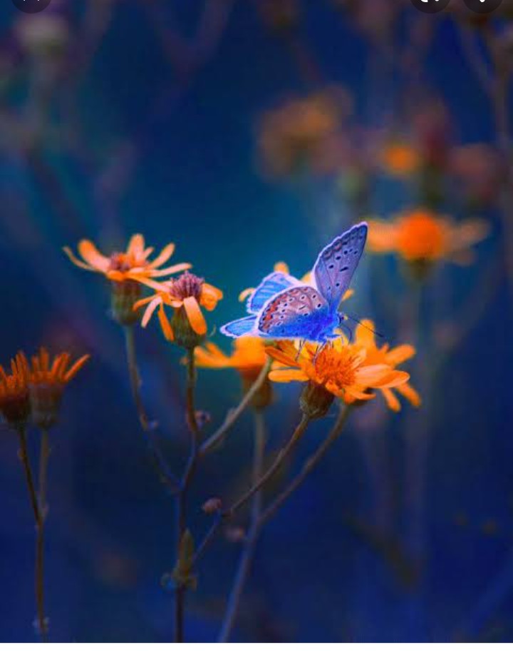 fairy land