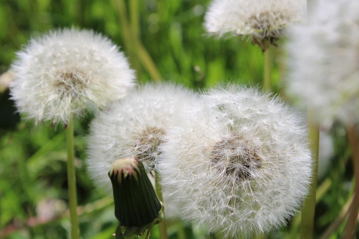 Spring