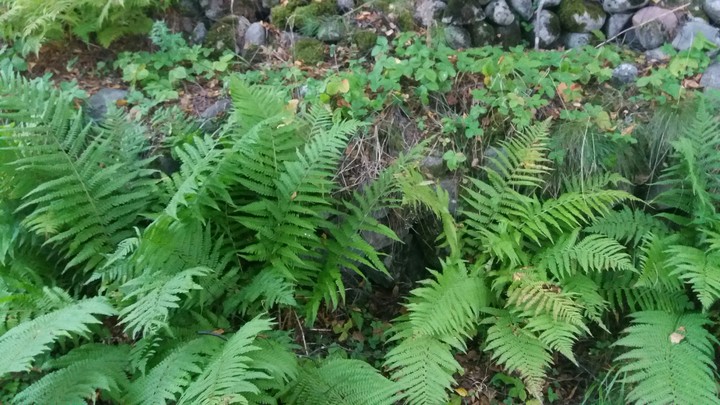 Bushes