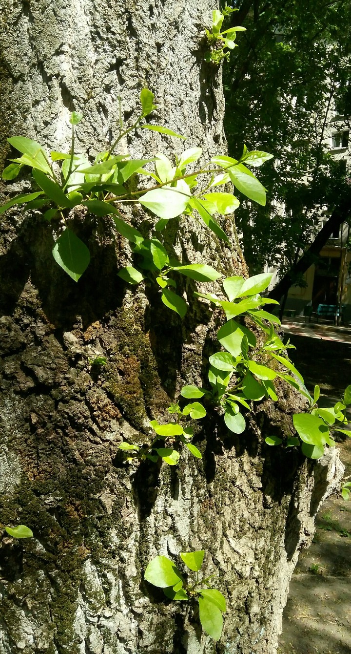 Новая жизнь
