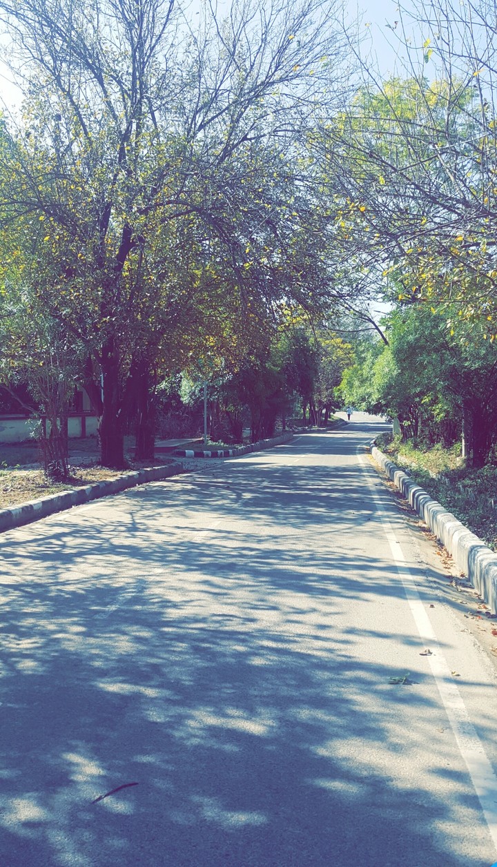 Sunny Morning  ☀️