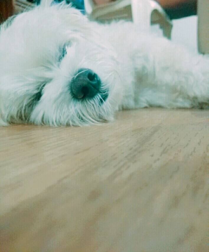 sleep dog