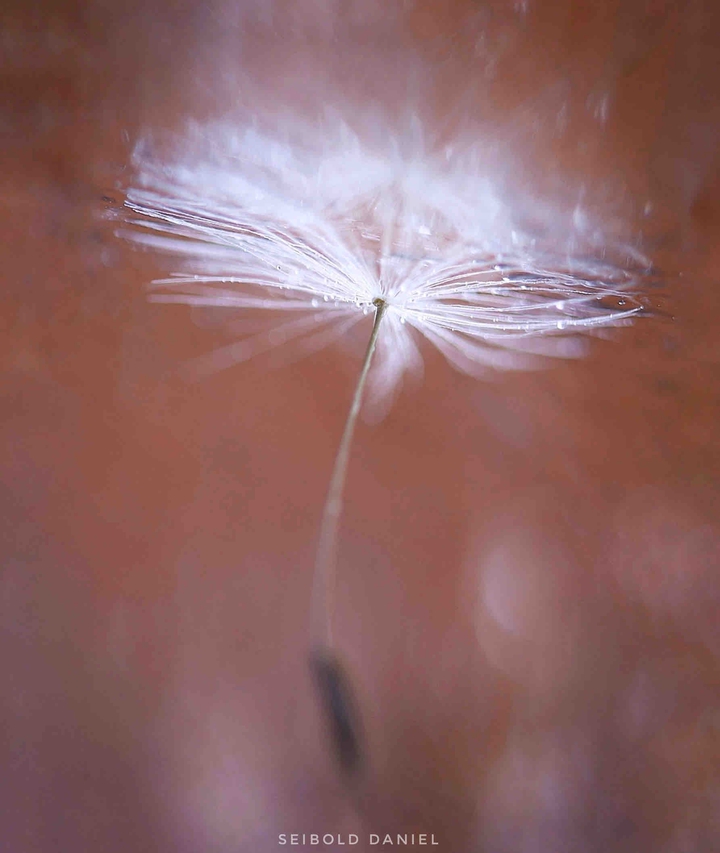 Wo ist die Blume