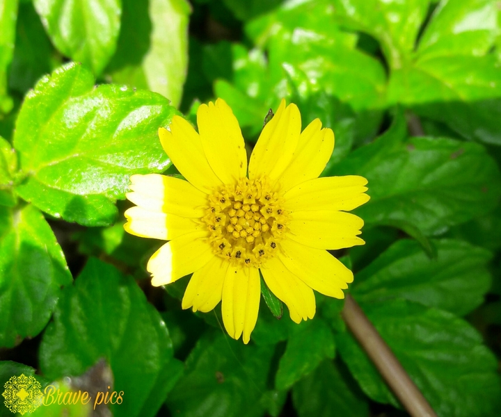 beauty of nature