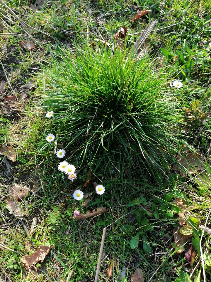primavera