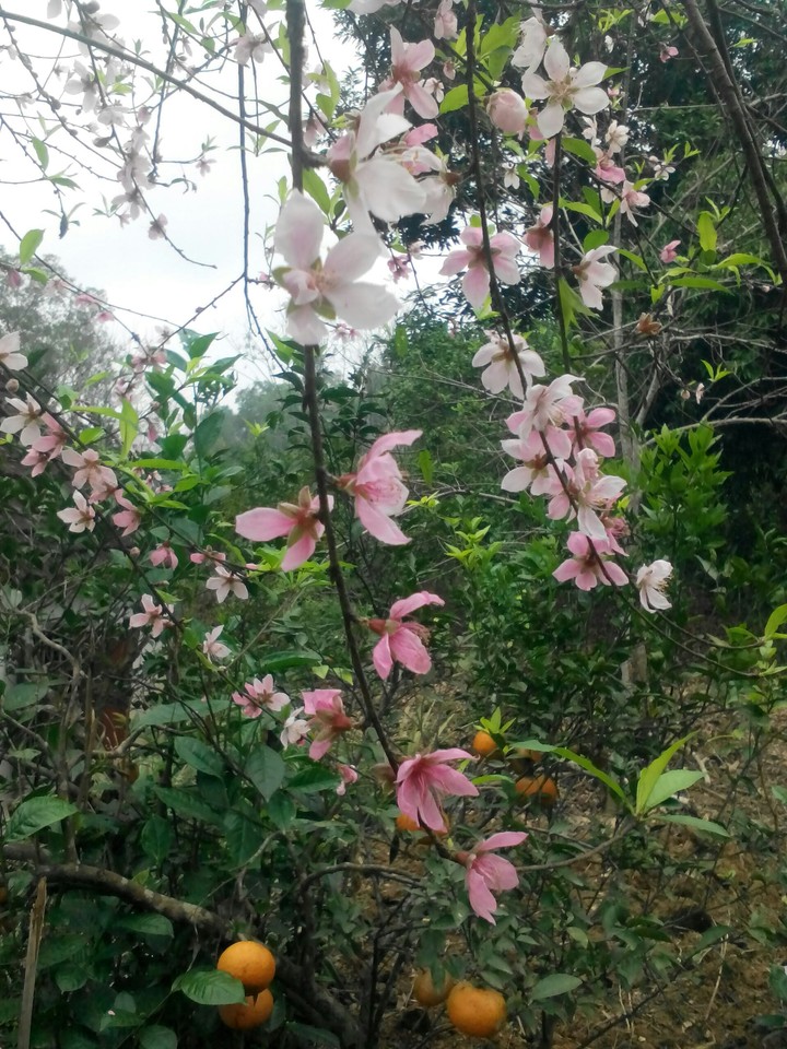 Sakura