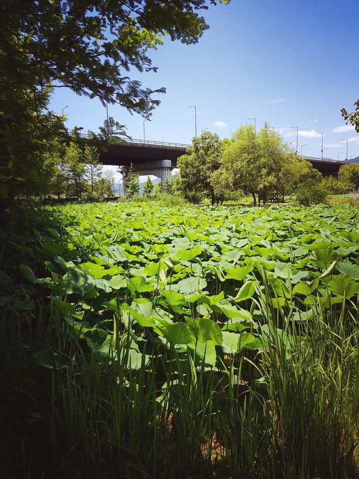세미원 연밭