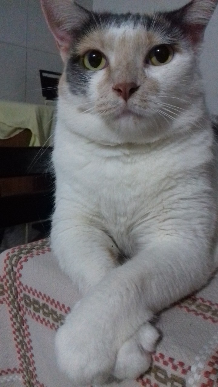 belinha