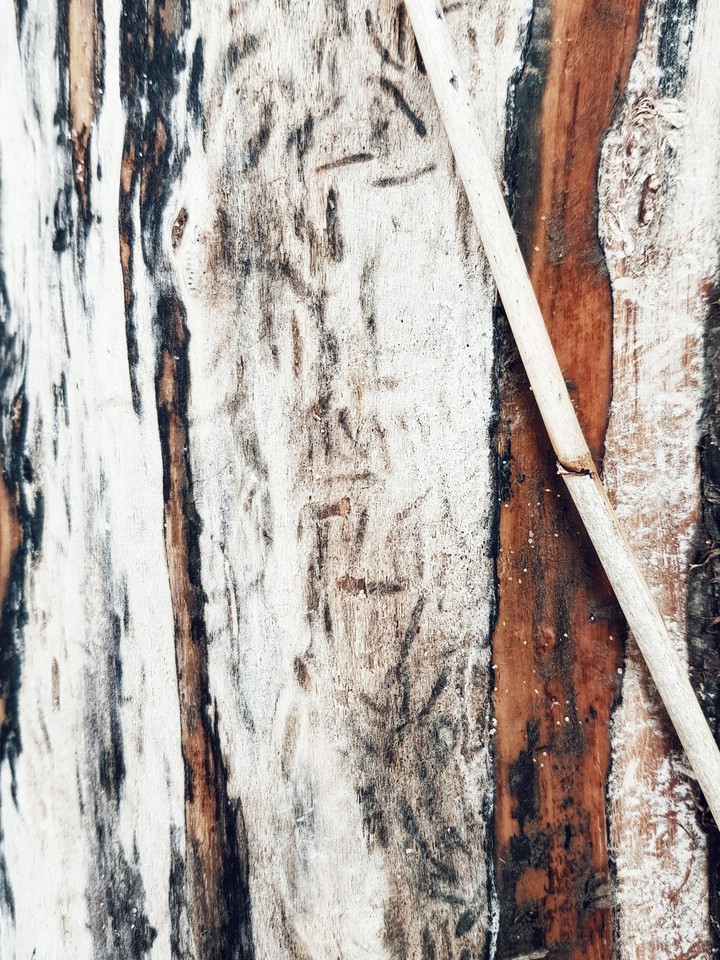 Wood
