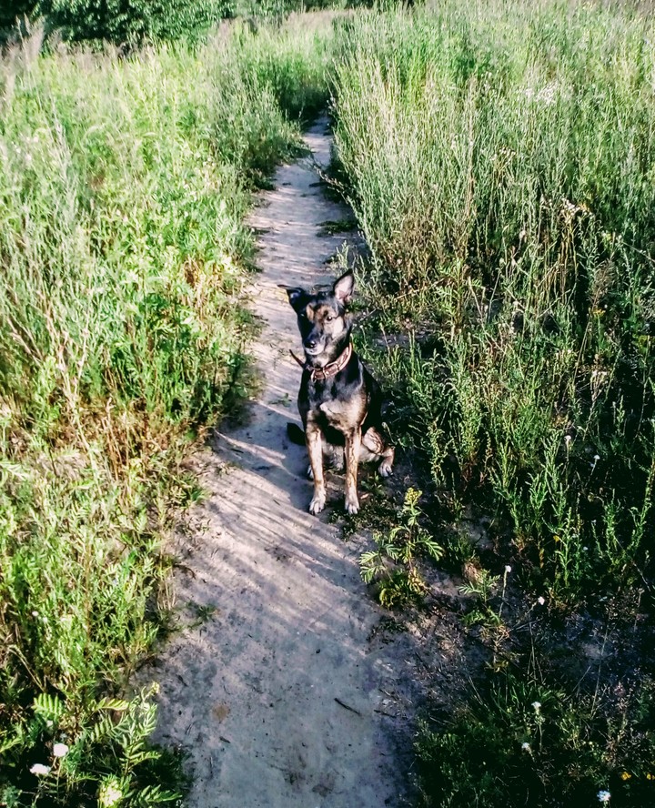 Torry (Закат)