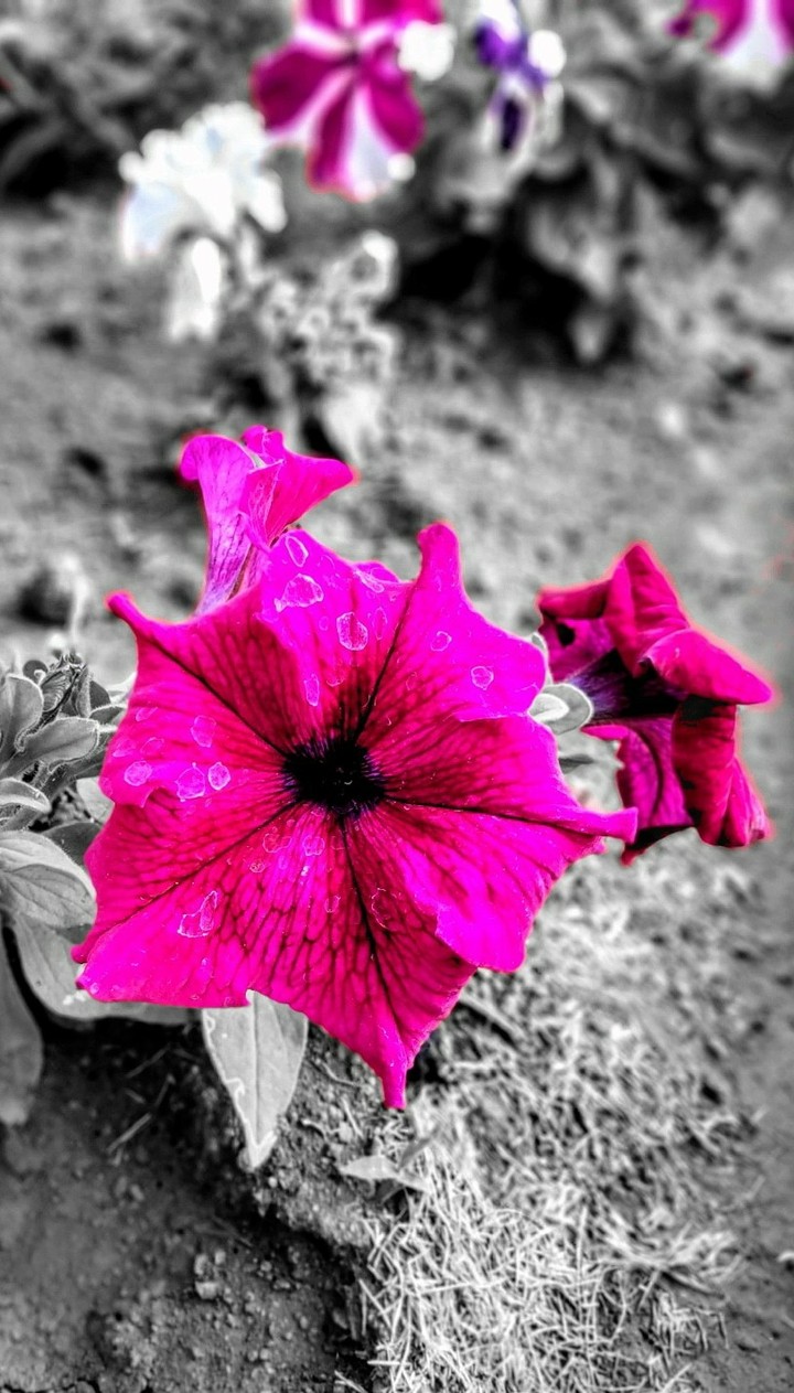 flower