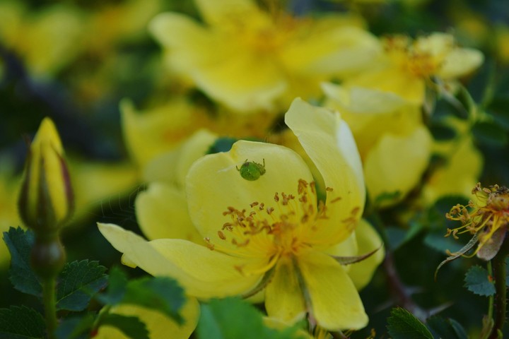 #yellow
