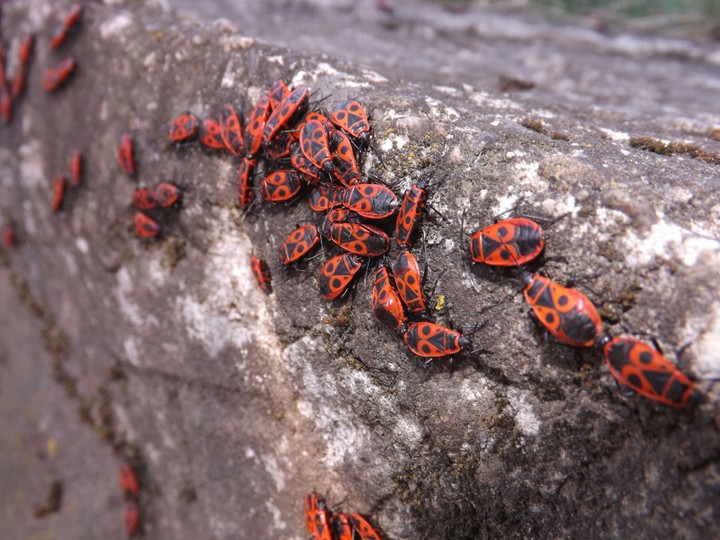 bugs