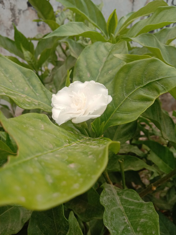 White white