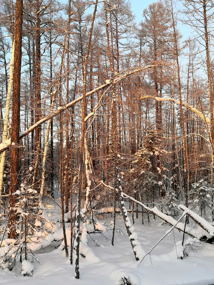 зимний лес