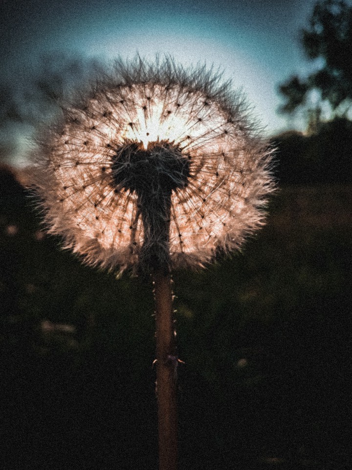 dandelion