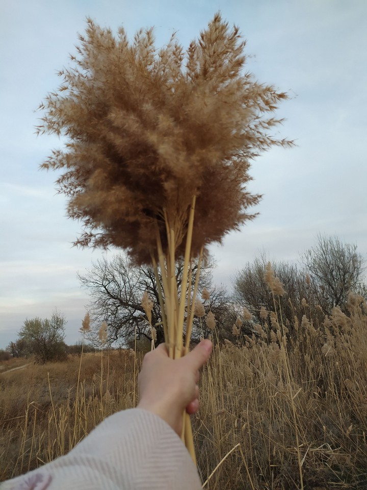 камыш