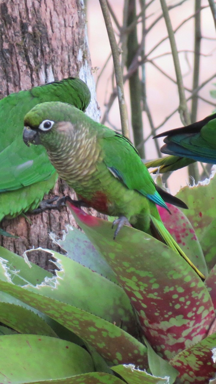 brazilian green bird