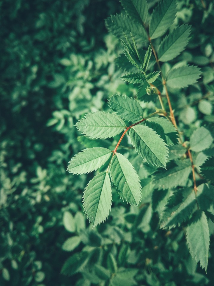 forest