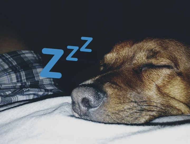 Zazu