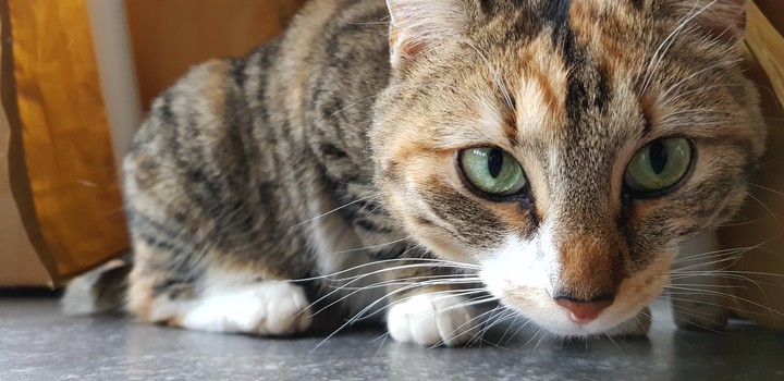 cat