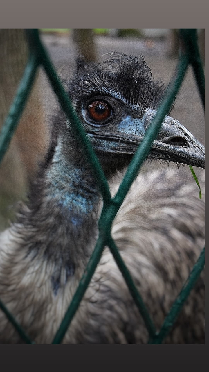 emu